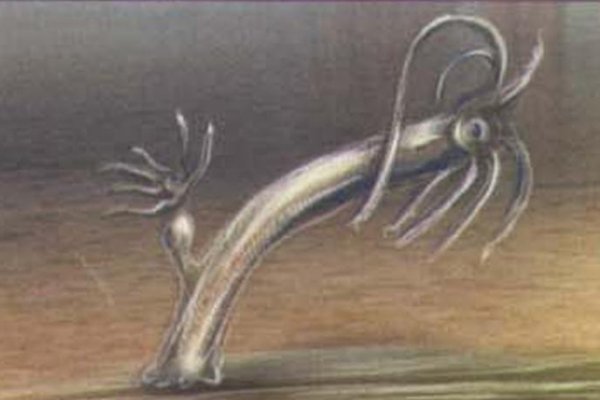 Kraken18 at